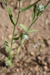 Cryptantha torreyana