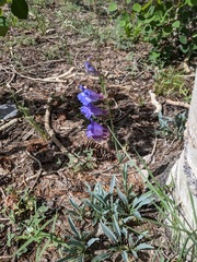 Penstemon leiophyllus