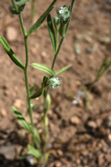 Cryptantha torreyana