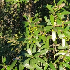 Euclea schimperi daphnoides