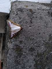 Cydalima perspectalis