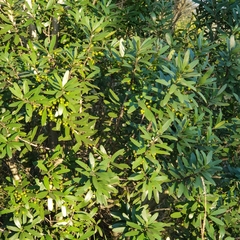 Euclea schimperi daphnoides