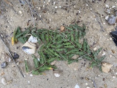Asclepias prostrata
