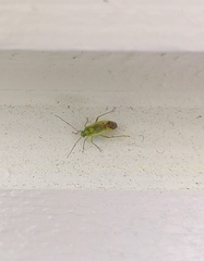 Neolygus contaminatus