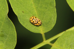 Propylea quatuordecimpunctata