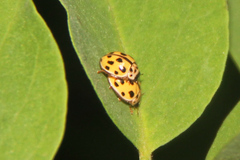 Propylea quatuordecimpunctata