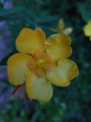 Hypericum × hidcoteense