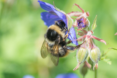 Bombus sichelii