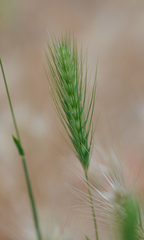 Hordeum