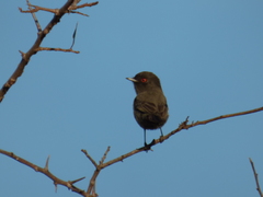 Knipolegus striaticeps