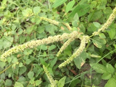 Amaranthus greggii