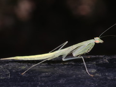 Sinomantis
