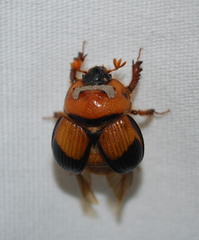 Bolbocerosoma bruneri
