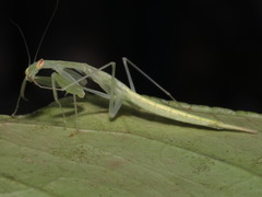 Sinomantis