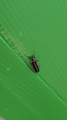 Photinus carolinus