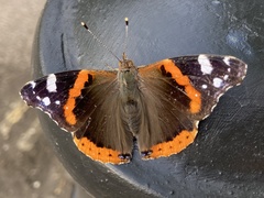 Vanessa atalanta