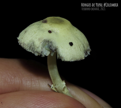 Leucocoprinus sulphurellus