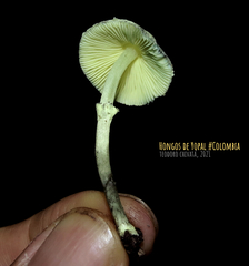 Leucocoprinus sulphurellus