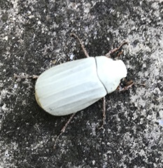 Cyphochilus apicalis