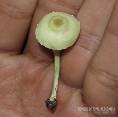 Leucocoprinus sulphurellus