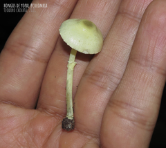 Leucocoprinus sulphurellus