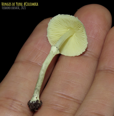 Leucocoprinus sulphurellus