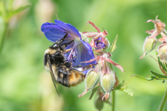 Bombus sichelii
