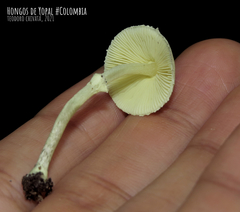 Leucocoprinus sulphurellus