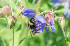 Bombus sichelii