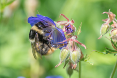 Bombus sichelii