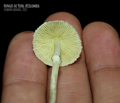 Leucocoprinus sulphurellus