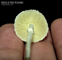 Leucocoprinus sulphurellus