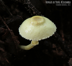 Leucocoprinus sulphurellus