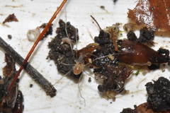 Mitostoma chrysomelas