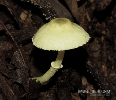 Leucocoprinus sulphurellus