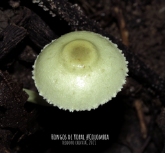 Leucocoprinus sulphurellus