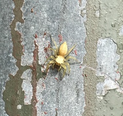 Epocilla