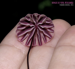 Marasmius tageticolor