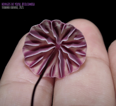 Marasmius tageticolor