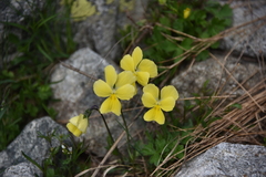 Viola calcarata