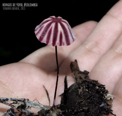 Marasmius tageticolor