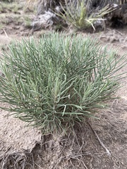 Senecio warnockii