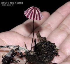 Marasmius tageticolor