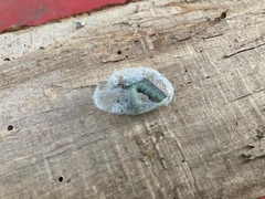 Pseudoclavellaria amerinae