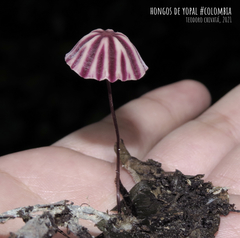 Marasmius tageticolor