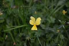 Viola calcarata