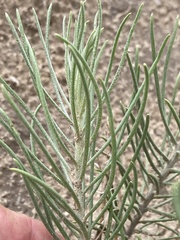 Senecio warnockii