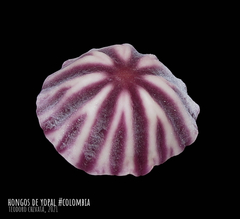 Marasmius tageticolor