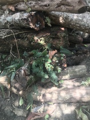 Pleopeltis michauxiana