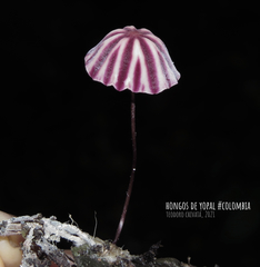 Marasmius tageticolor
